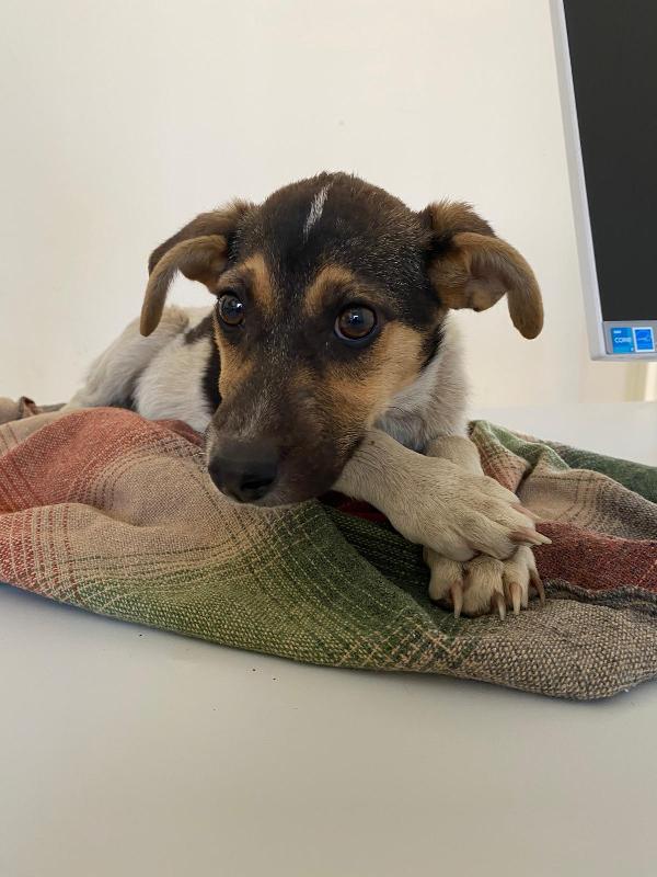 Sophie - Cucciola Di 5 Mesi - Taglia Media